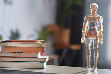 Foundational Musculoskeletal Anatomy